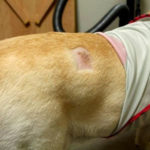 盲導犬オスカーはフォークで刺されたのではない?