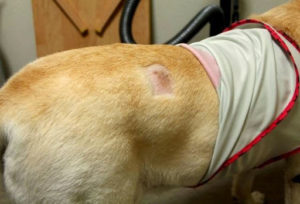 盲導犬オスカーはフォークで刺されたのではない？