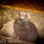 鳩に豆鉄砲喰らわされた件