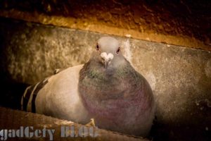 鳩に豆鉄砲喰らわされた件