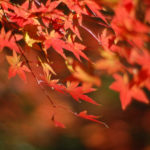 連休前の最終チェック 秋に歩きたい鎌倉の紅葉スポットまとめ