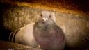 鳩に豆鉄砲喰らわされた件